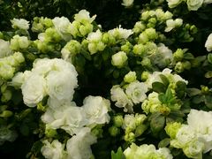 -龙大花卉苗木市场