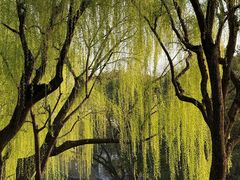-柳浪闻莺公园