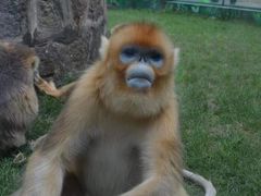 -西安秦岭野生动物园