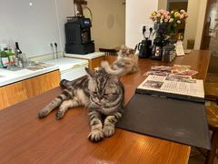 -有猫主题·治愈系猫咖(曾厝垵店)