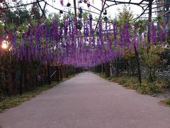 -呀路古热带植物园