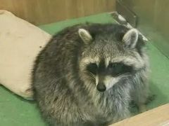 -藦茜花园宠物主题亲子互动体验馆(国顺东路店)
