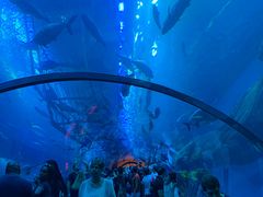 -迪拜水族馆及水下动物园