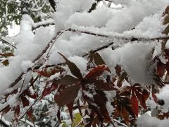 -杭州半山国家森林公园