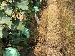 -马陆小张葡萄园农家乐