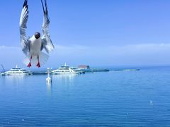 -青海湖国家重点风景名胜区