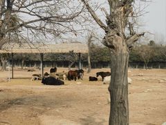 -西安秦岭野生动物园