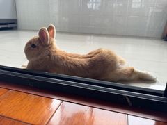 -爱侣宠医·鹦鹉专科·小型哺乳类·异宠专科(灵石路店)