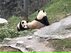 -都江堰中华大熊猫苑