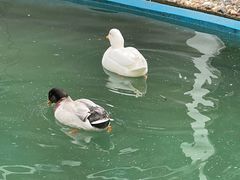 -夏阳湖皇冠假日酒店-中餐厅