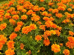 -径山花海
