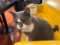 -猫小院猫主题咖啡厅(北锣店)