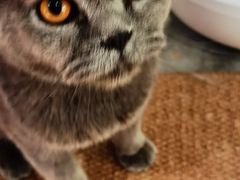 -more than meow吴止猫主题餐厅(承德 中船汇店)