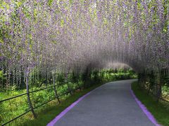 -大塘金香草谷