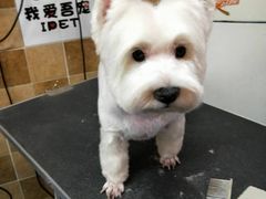 -我爱吾宠宠物美容院(朝阳路店)
