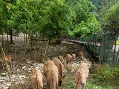 -鹿院坪生态旅游景区