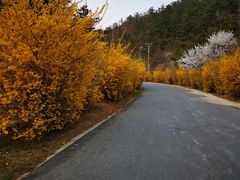 -金龙寺国家森林公园