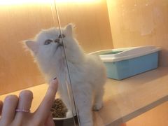 -Pets First伊珊娜洗护·精致美容·家庭式寄养(新会路店)