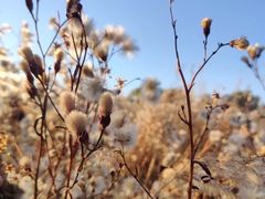 -野鸭湖国家湿地公园