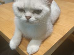 -猫色咖啡·猫咖