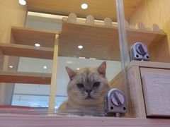 -爪爪喵星球·猫舍(前海卓越店)