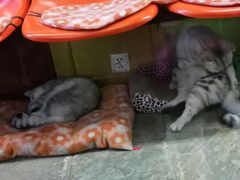 -猫咪博物馆(顶澳仔猫街店)