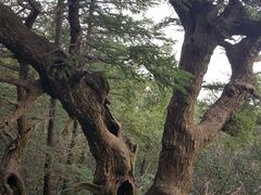 -野三坡百草畔景区