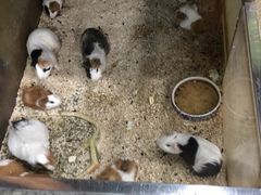 -上海大自然野生昆虫馆(东方明珠·爬宠昆虫探索中心)