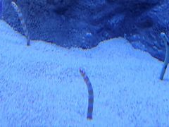 -西雅图水族馆