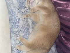 -lincat·猫舍(广州店)