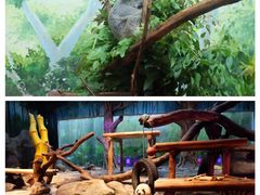 -广州长隆野生动物世界