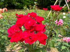 -上海共青森林公园