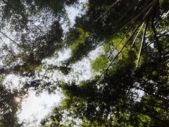 -黄埔油麻山森林公园