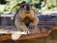 -泉州海丝野生动物世界