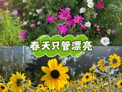 -万绿园