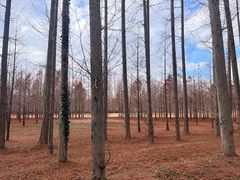 -黄海国家森林公园