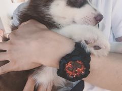 -Husky Go! 哈士奇体验馆·宠物咖啡厅狗咖