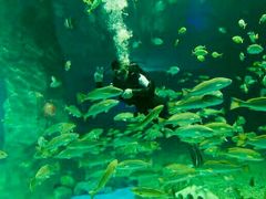 -北戴河圣蓝海洋公园