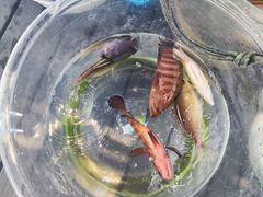 -小猫钓鱼海钓俱乐部(椰梦长廊店)