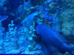 -珠海横琴长隆《卡卡虎奇遇记》