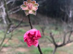-中山市树木园