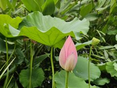 -陈家山荷花公园