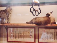 -猫咪博物馆(顶澳仔猫街店)