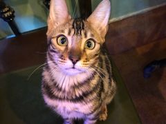 -李小姐の猫咖啡馆(五角场店)