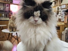 -滚猫咖啡·猫咖·猫友好撸猫(未来城店)