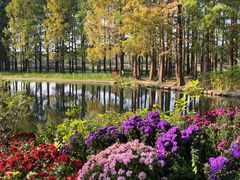 -上海共青森林公园