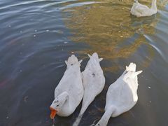 -金塔沙漠胡杨林景区