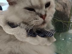 -共舞时光猫咖·狗咖(新街口店)