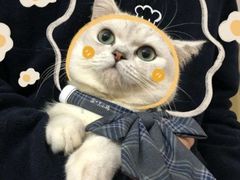 -书亦烧仙草(信誉楼店)