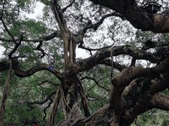 -小洲村